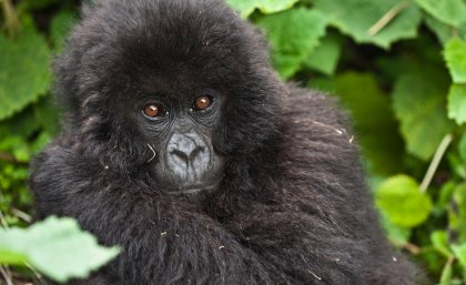 The Mountain Gorilla is one of the species found to already be affected by climate change. Photo by Liana Joseph. The Mountain Gorilla is one of the species found to already be affected by climate change. Photo by Liana Joseph.
